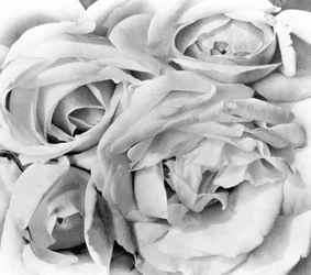 Roses, Mexico City, 1924